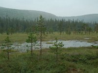 S, Dalarna, Sarna, National Park Fulufjallet, peat lake 1, Saxifraga-Willem van Kruijsbergen